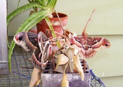 First cecropia 2009